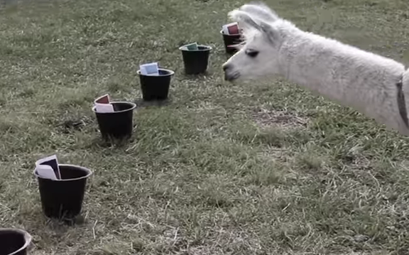 La foto de un hombre que mira al mar con un retrato de su esposa fallecida conmueve a todos en las redes | Redes