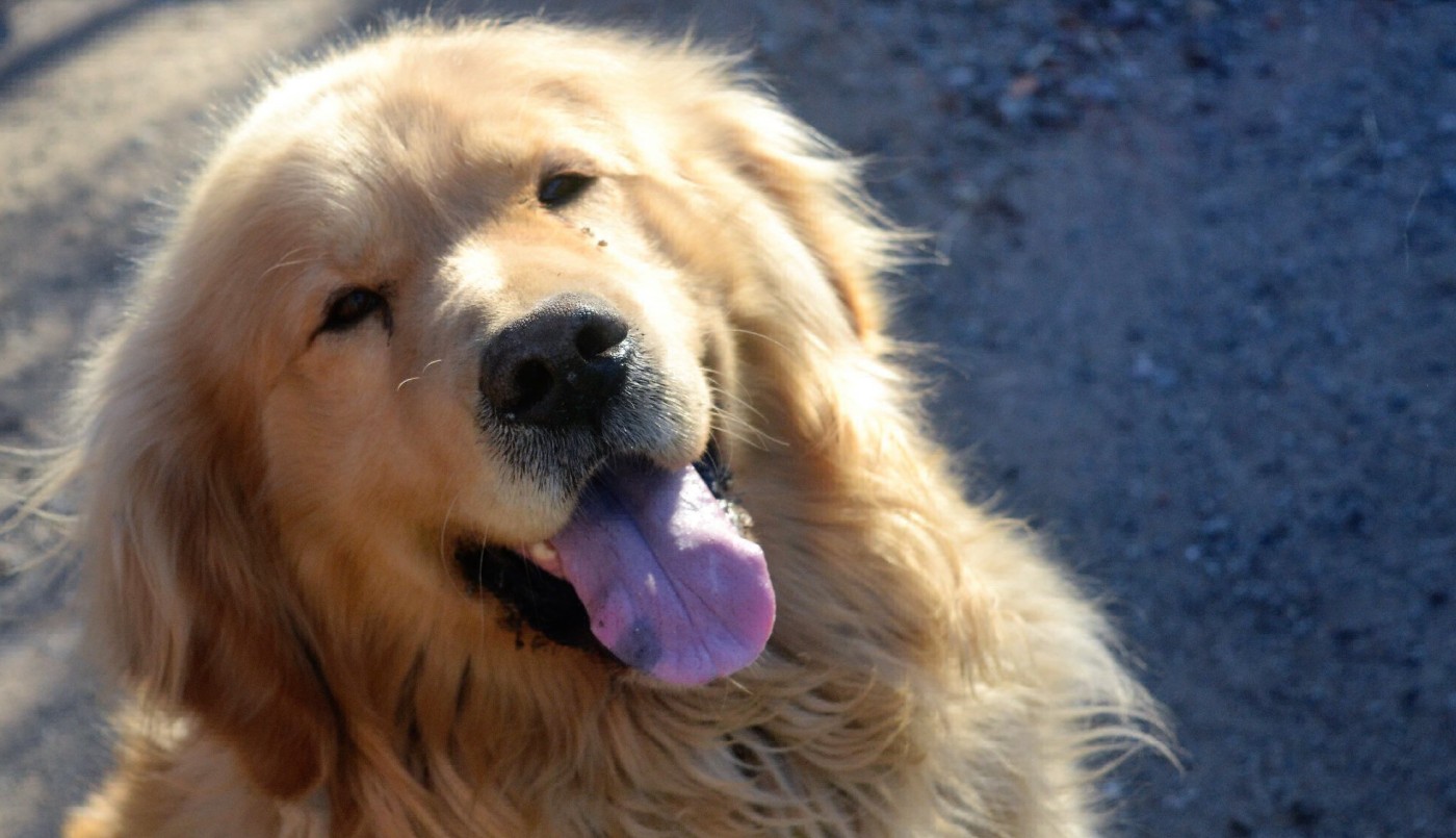 Emocionante reencuentro: apareció el perro por el que su dueña había ofrecido su auto como recompensa | Redes