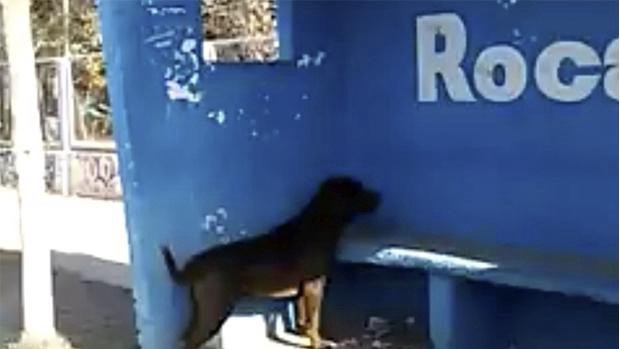 El extraño caso del perro que lleva tres días mirando una pared | Redes