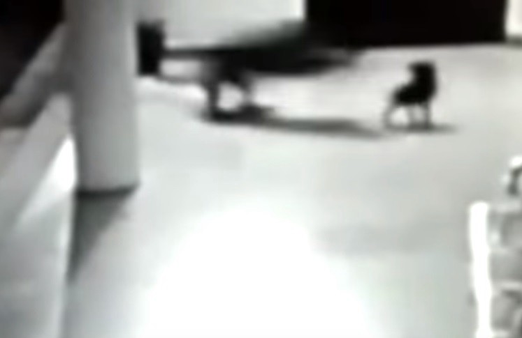 Impresionante video: una perra atacó a un leopardo feroz para salvar a su cachorro | Redes