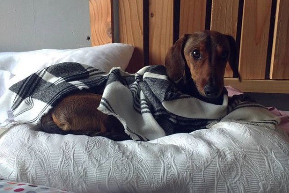 El perro salchicha que sobrevivió 6 días en el desierto luego de escapar de un avión | Redes