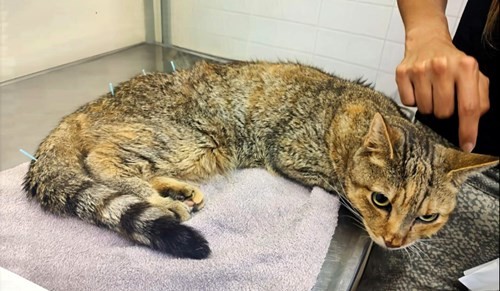 La UBA ofrece un servicio de acupuntura para mejorar la calidad de vida de las mascotas | Actualidad