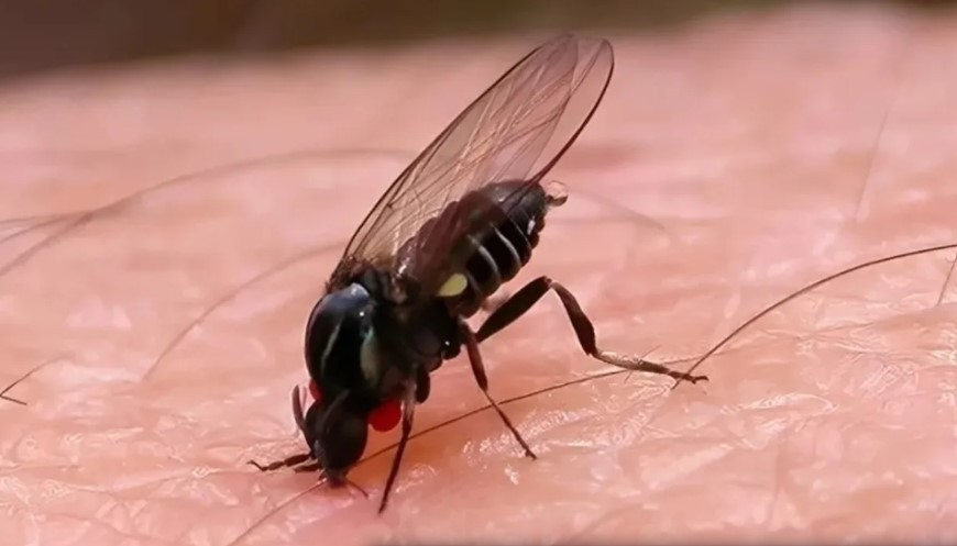 Barigüí, el nuevo insecto que invade Buenos Aires: cómo prevenir sus ataques | Actualidad