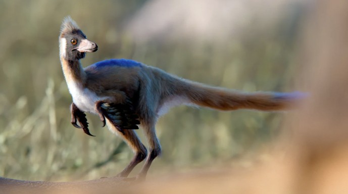 Hallazgo científico en la Patagonia: el dinosaurio del tamaño de una gallina que reescribe la historia evolutiva | Actualidad