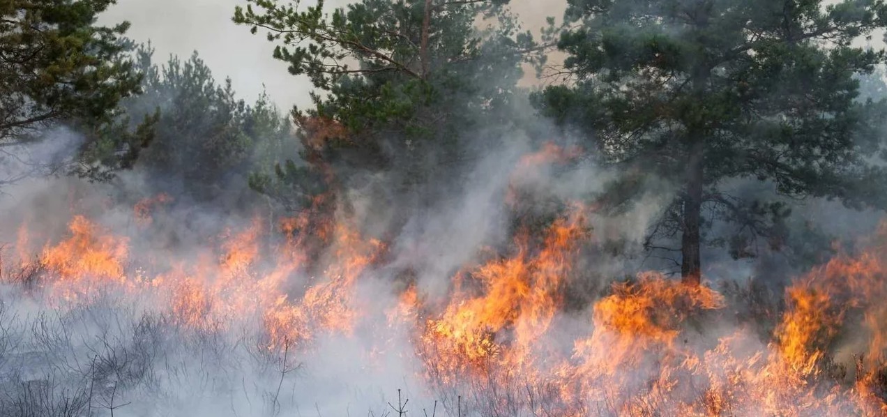 El Ministerio de Seguridad dijo que identificará y juzgará a los responsables de los incendios | Actualidad