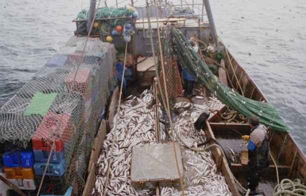 Industria pesquera: récord de capturas y exportaciones en 2025 | Economía