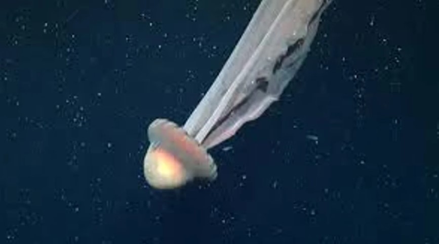 Hallaron una medusa gigante en el Mar Argentino | Clima, naturaleza y medio ambiente