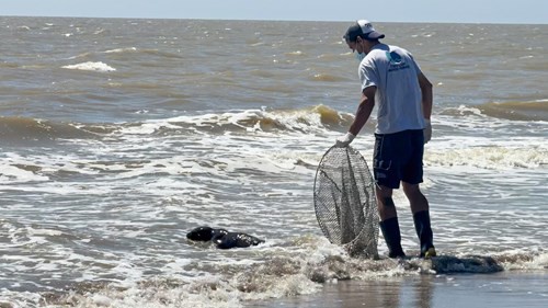 Tres lobos marinos juveniles regresaron al mar tras ser rehabilitados por la Fundación Mundo Marino | Clima, naturaleza y medio ambiente