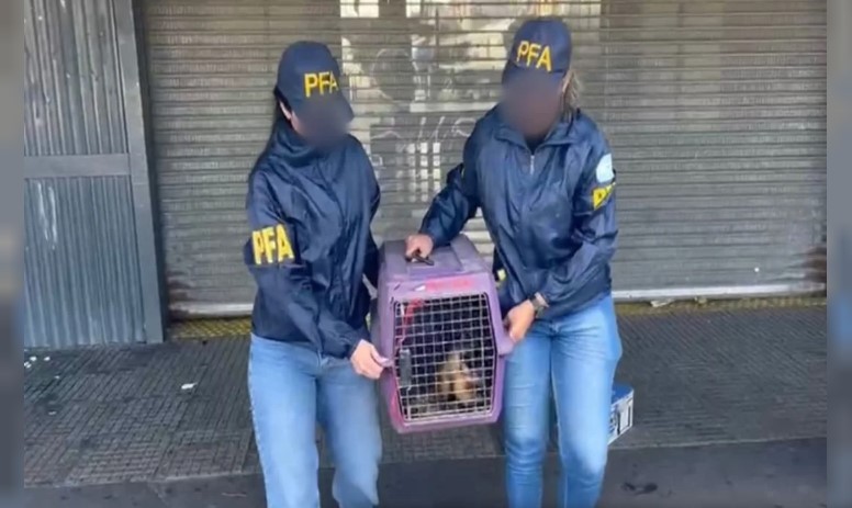 Un mono en peligro de extinción fue rescatado del Barrio Padre Mugica | Actualidad