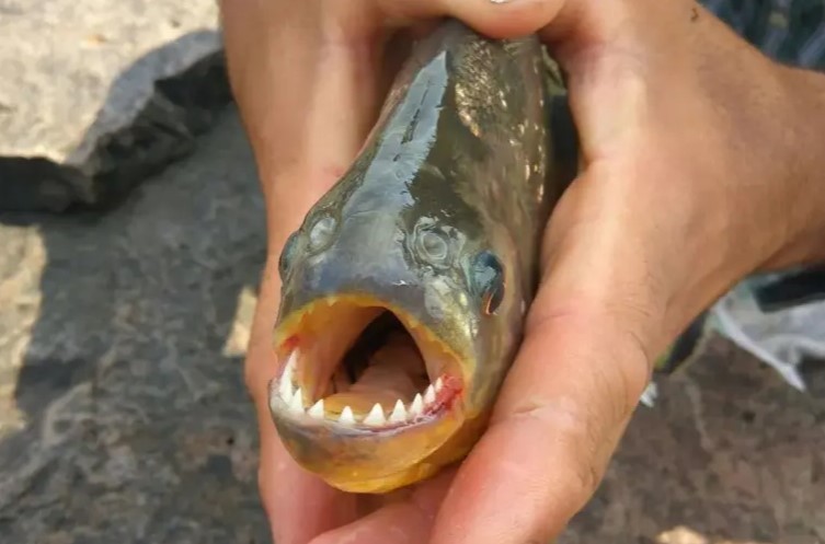 Decenas de ataques de palometas en Entre Ríos y Santa Fe | Actualidad