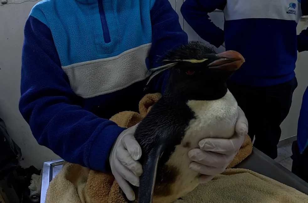 La desnutrición y la presión humana, las principales causas de asistencia de animales marinos en 2025 | Clima, naturaleza y medio ambiente