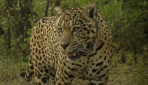 Ofrecen una recompensa récord de $250 millones para hallar a la yaguareté Acaí | Clima, naturaleza y medio ambiente
