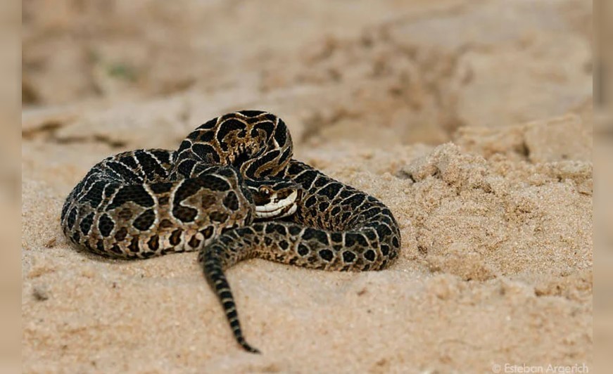 Lo picó una yarará en Cipolletti y murió | Actualidad