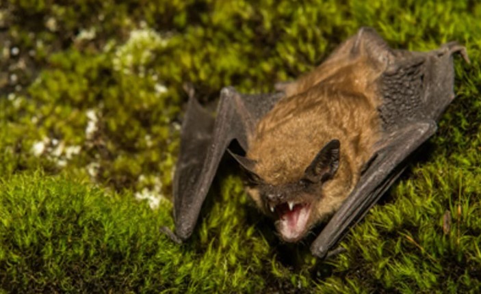 Alerta sanitaria en Castelar por la aparición de un murciélago con rabia | Actualidad