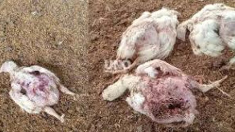 Una jauría atacó y mató a más de 2.000 pollos en Santa Fe | Actualidad