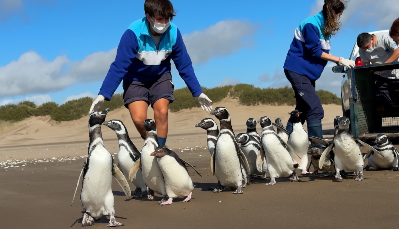 15 pingüinos regresan al mar después de meses de rehabilitación en la costa bonaerense | Clima, naturaleza y medio ambiente