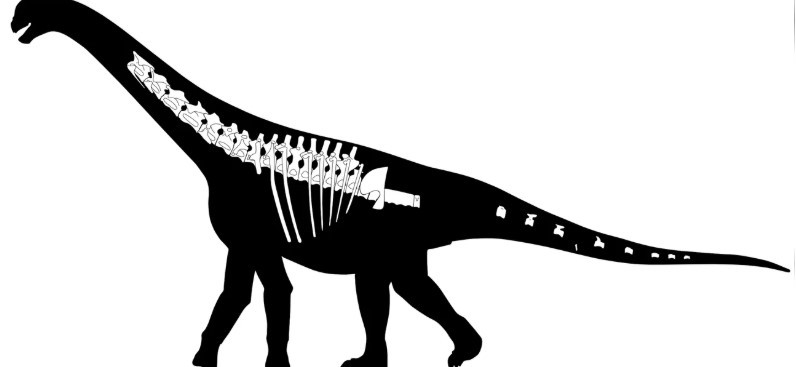 Descubren en Chubut un nuevo dinosaurio: qué se sabe del Bicharracosaurus | Actualidad