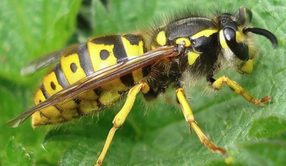 Tragedia en un Neuquén: un hombre murió tras ser atacado por un enjambre de avispas "chaquetas amarillas" | Actualidad