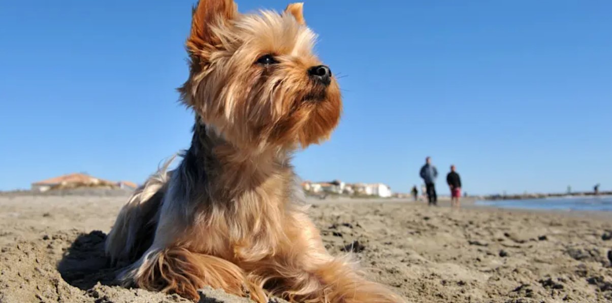 Organizan un ciclo de charlas para conocer más las razas caninas | Actualidad