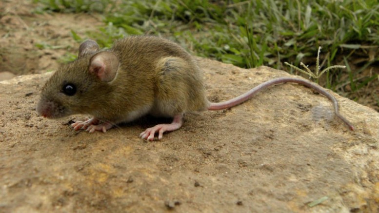 Tres muertos por posible foco de hantavirus en un crucero entre Argentina y Cabo Verde | Actualidad