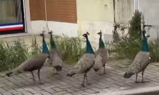 Invasión de pavos reales en un pueblo de Italia: vecinos denuncian que se despiertan con sus graznidos | Internacionales