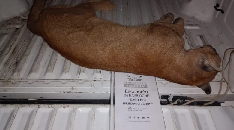 Un puma ingresó a un domicilio en Bariloche: cómo fue el rescate | Actualidad