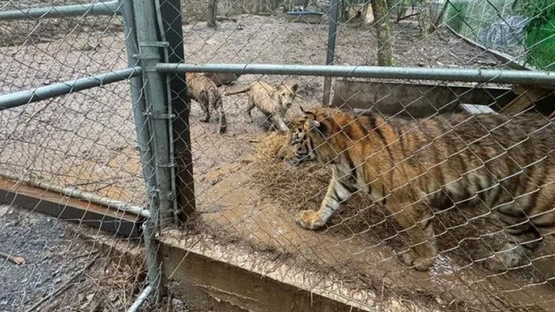 México: las autoridades recuperan drogas, armas y siete tigres tras capturar al líder de un cártel | Internacionales