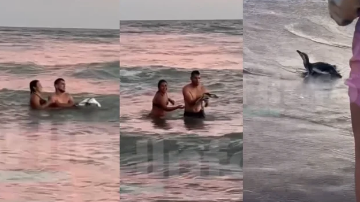 Turistas sacaron a un pingüino del mar en Monte Hermoso para tomarse fotografías | Actualidad