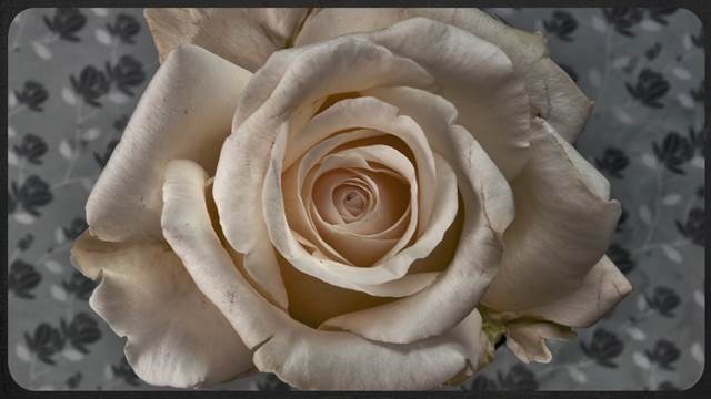 Muestran en un video cómo se abren las flores más bellas de la Tierra | Curiosidades