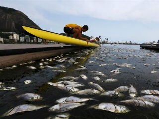 Miles de peces muertos en laguna de Río 2016 | Internacionales