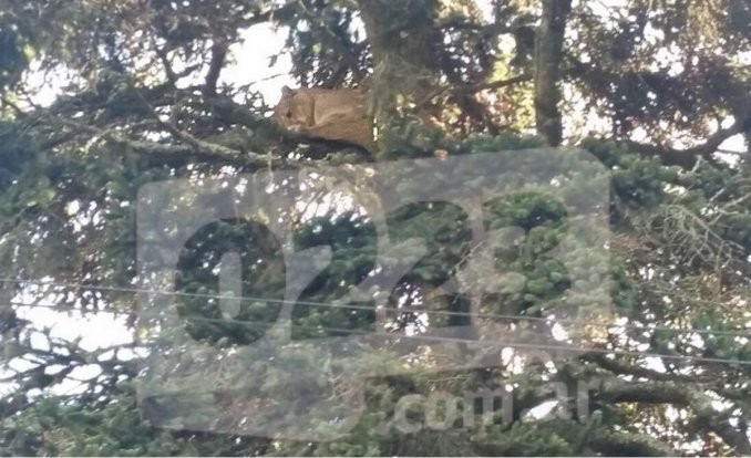 Alerta en Mar del Plata por un puma suelto | Actualidad