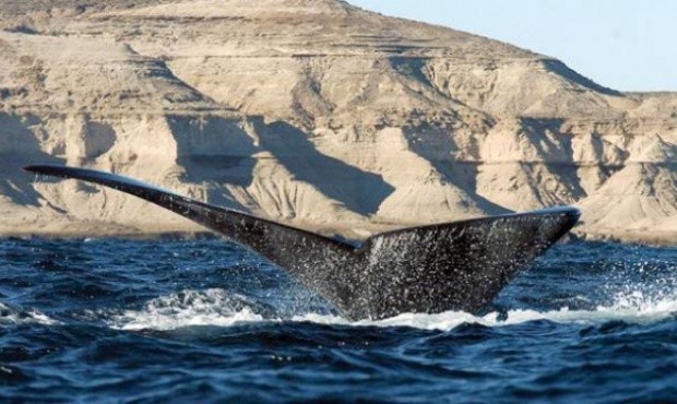 Distinción: reserva Patagonia Azul, la más grande en su tipo en Argentina | Actualidad