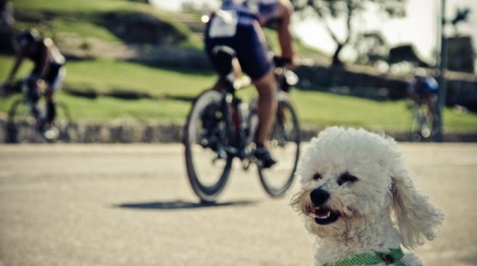 Juegos Panamericanos: usan perros para terapia de relajación de atletas | Deportes