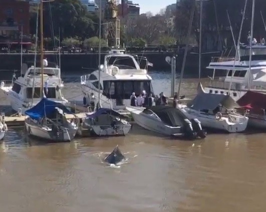 Video: apareció una ballena en Puerto Madero | Actualidad