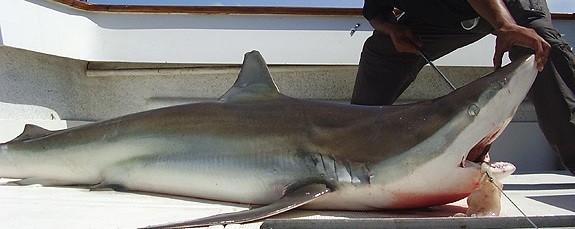 Biólogos advierten sobre la disminución de grandes tiburones en el Mar Argentino | Actualidad