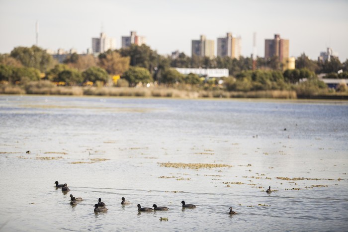 Plantas nativas ayudan a mejorar la transparencia del agua | Actualidad