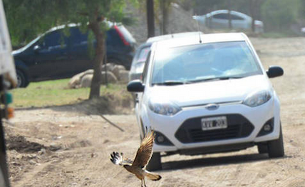 Alarma en Córdoba: vecinos denuncian que los atacan los chimangos | Actualidad
