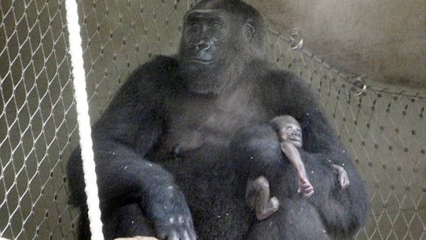 Conmueve la gorila que se niega a separarse de su bebé muerto | Internacionales