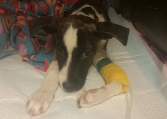 Con amor y cuidados mejora Moxie, el cachorro que fue enterrado vivo | Internacionales