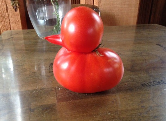 Encontró un tomate con forma de pato en su jardín | Curiosidades