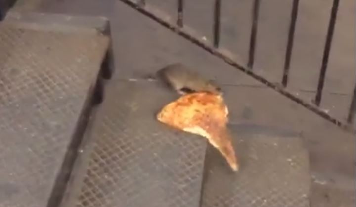 #EsViral: Grabaron una rata cuando se robó una porción de pizza | Curiosidades