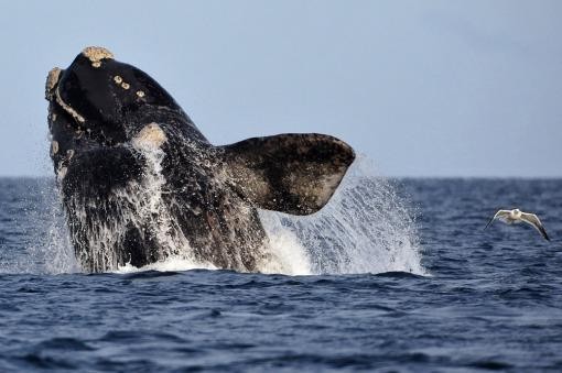 Colocaron dispositivos satelitales en ballenas para saber qué hacen al dejar Chubut | Actualidad