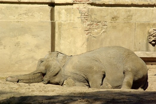 Legisladores porteños recorrerán el Zoo para verificar irregularidades denunciadas por trabajadores | Actualidad