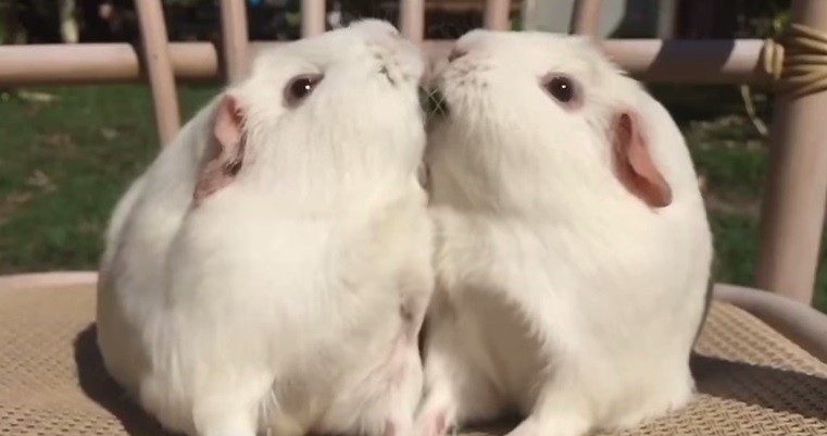 #LaDamayelVagabundo: furor por el video de dos conejillos de indias que recrean la icónica escena | Curiosidades