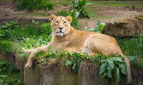 Un zoológico invita a niños a ver la disección de un león | Internacionales