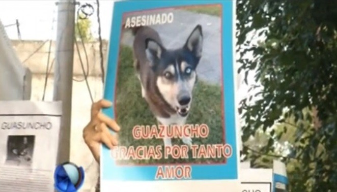 Rosario: Un hombre va a juicio por matar a "Guazuncho", un perro comunitario | Actualidad