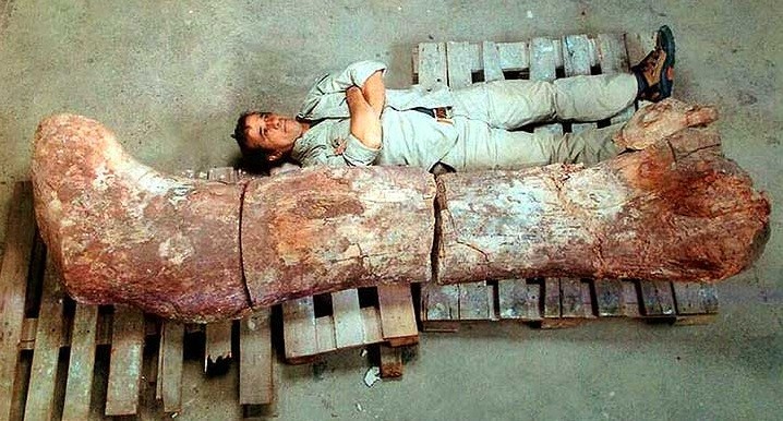 Exhibirán en New York una réplica del mega dinosaurio hallado en Chubut | Internacionales