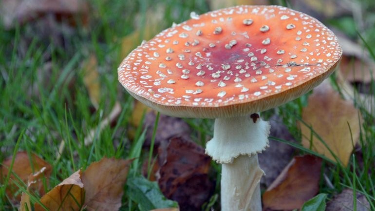 El hongo que provoca orgasmos a las mujeres con tan solo olerlo | Curiosidades