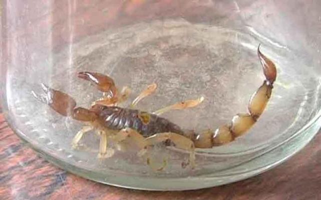 Está en grave estado un nene de 9 años que fue picado por un alacrán | Actualidad