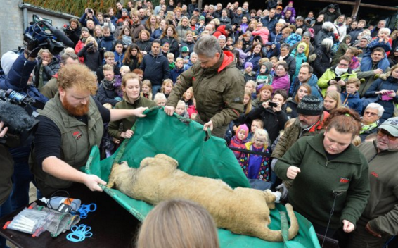 Se realizó la polémica disección de un león en Dinamarca | Internacionales